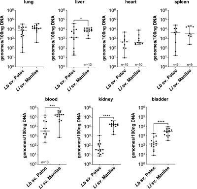 Hematogenous dissemination of pathogenic and non-pathogenic Leptospira in a short-term murine model of infection